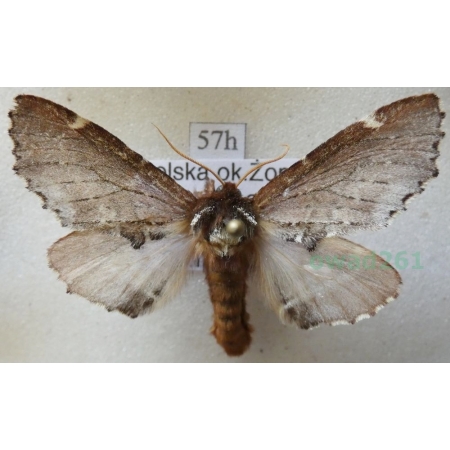 Odontosia carmelita (Esper, 1799) Węgielka karmelitanka Poland57h
